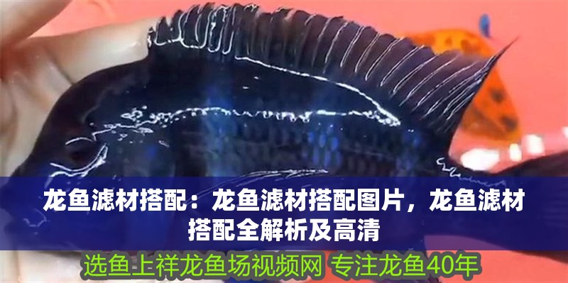 龍魚濾材搭配：龍魚濾材搭配圖片，龍魚濾材搭配全解析及高清