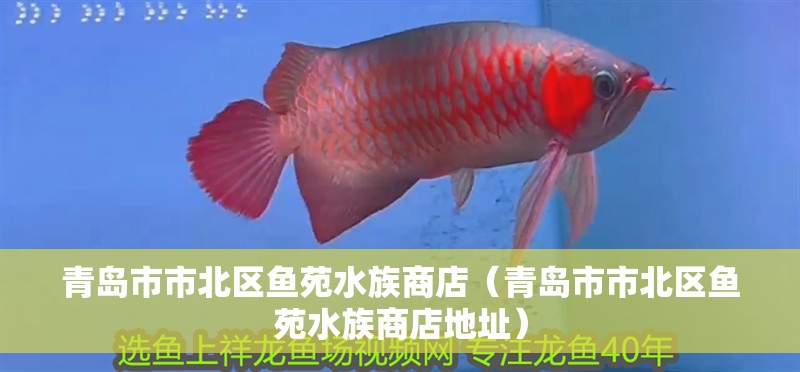 青島市市北區魚苑水族商店（青島市市北區魚苑水族商店地址）