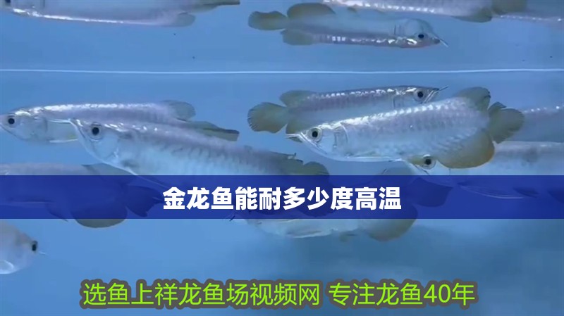 金龍魚能耐多少度高溫