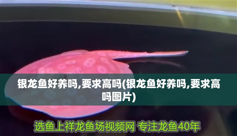 銀龍魚好養嗎,要求高嗎(銀龍魚好養嗎,要求高嗎圖片)