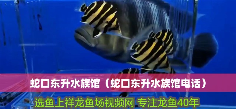 蛇口東升水族館（蛇口東升水族館電話）
