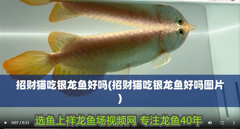 招財貓吃銀龍魚好嗎(招財貓吃銀龍魚好嗎圖片)