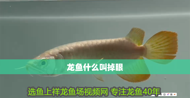 龍魚什么叫掉眼