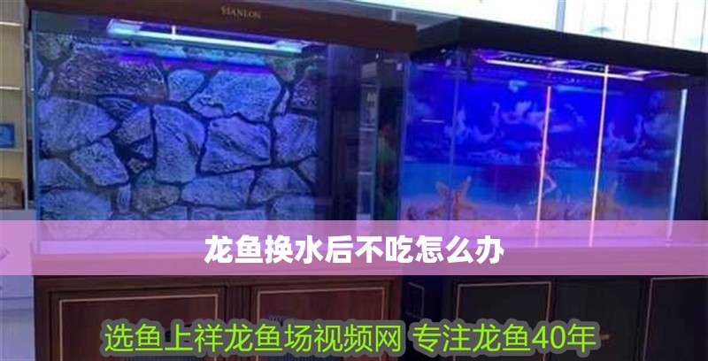 龍魚換水后不吃怎么辦
