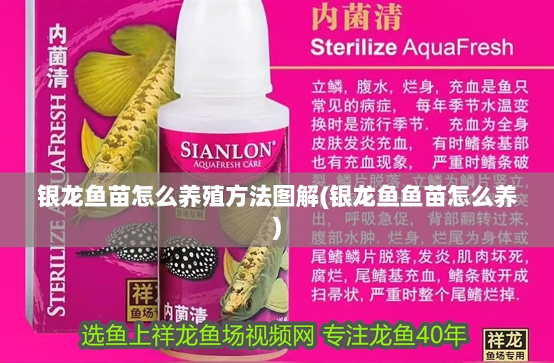 銀龍魚苗怎么養殖方法圖解(銀龍魚魚苗怎么養)