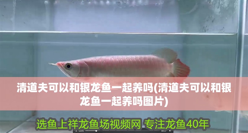 清道夫可以和銀龍魚一起養(yǎng)嗎(清道夫可以和銀龍魚一起養(yǎng)嗎圖片)