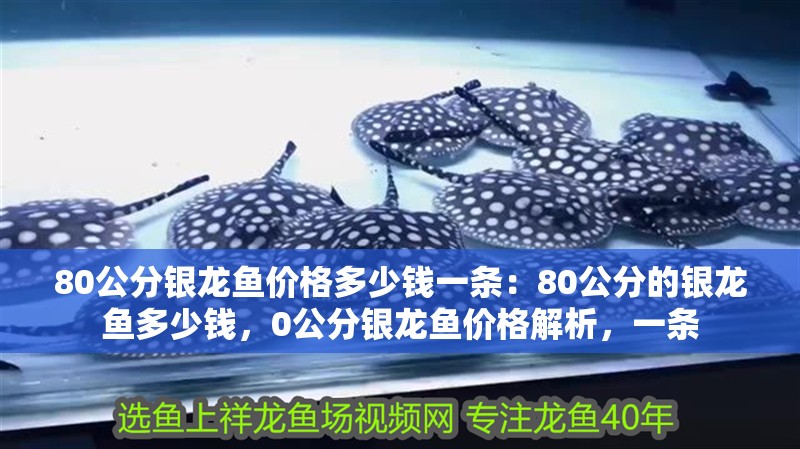 80公分銀龍魚價格多少錢一條：80公分的銀龍魚多少錢，0公分銀龍魚價格解析，一條