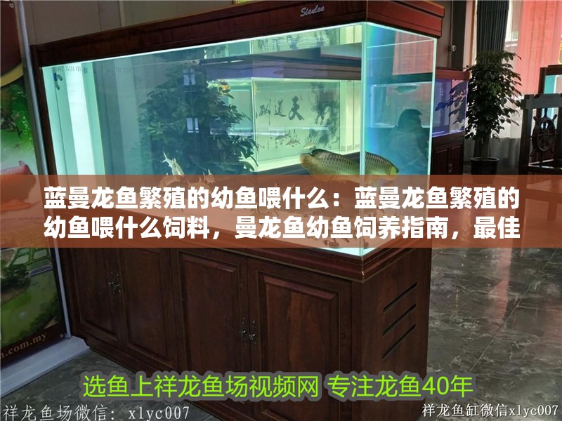藍曼龍魚繁殖的幼魚喂什么：藍曼龍魚繁殖的幼魚喂什么飼料，曼龍魚幼魚飼養指南，最佳