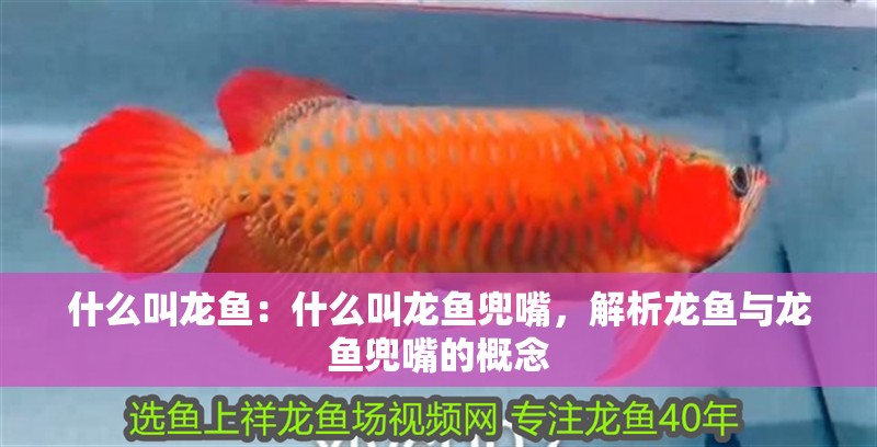 什么叫龍魚：什么叫龍魚兜嘴，解析龍魚與龍魚兜嘴的概念