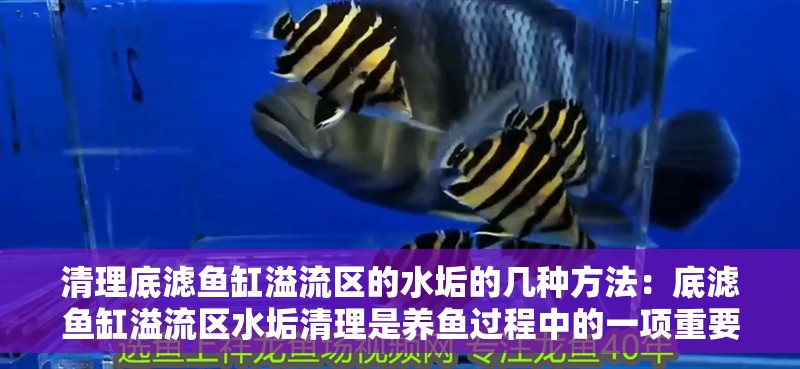 清理底濾魚缸溢流區(qū)的水垢的幾種方法：底濾魚缸溢流區(qū)水垢清理是養(yǎng)魚過程中的一項重要任務(wù)