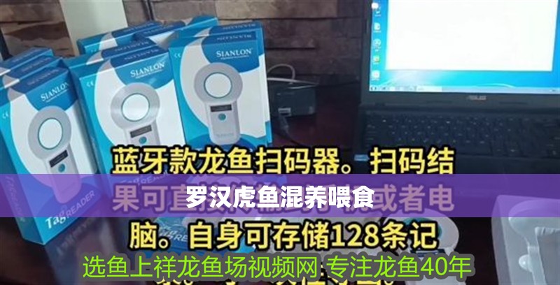 羅漢虎魚混養喂食