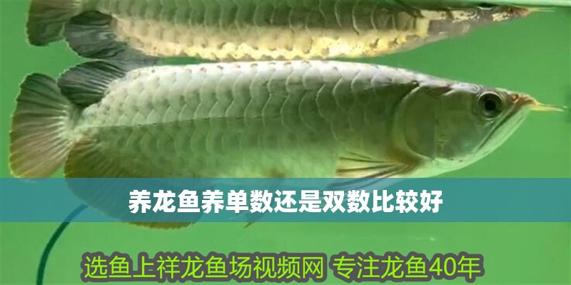 養(yǎng)龍魚養(yǎng)單數(shù)還是雙數(shù)比較好