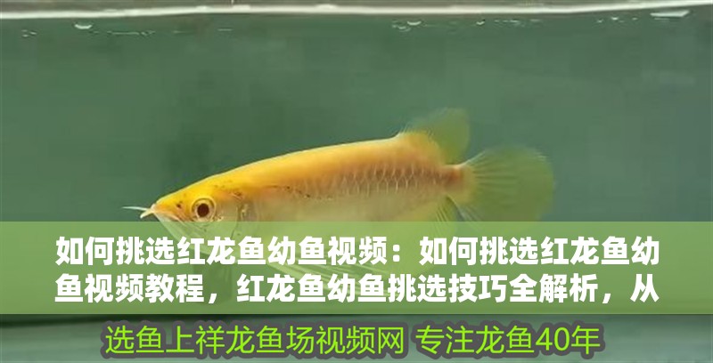 如何挑選紅龍魚幼魚視頻：如何挑選紅龍魚幼魚視頻教程，紅龍魚幼魚挑選技巧全解析，從入門到精通