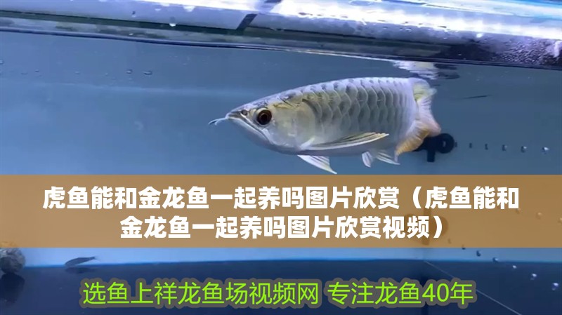 虎魚能和金龍魚一起養(yǎng)嗎圖片欣賞（虎魚能和金龍魚一起養(yǎng)嗎圖片欣賞視頻）