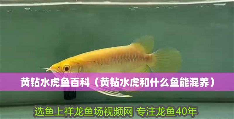 黃鉆水虎魚(yú)百科（黃鉆水虎和什么魚(yú)能混養(yǎng)）