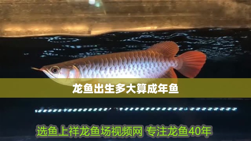 龍魚出生多大算成年魚