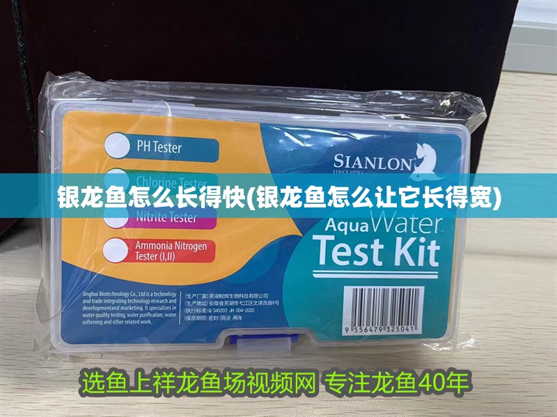 銀龍魚怎么長得快(銀龍魚怎么讓它長得寬)