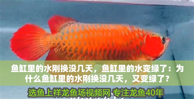 魚缸里的水剛換沒幾天，魚缸里的水變綠了：為什么魚缸里的水剛換沒幾天，又變綠了？