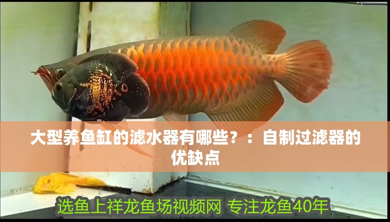 大型養(yǎng)魚(yú)缸的濾水器有哪些？：自制過(guò)濾器的優(yōu)缺點(diǎn)