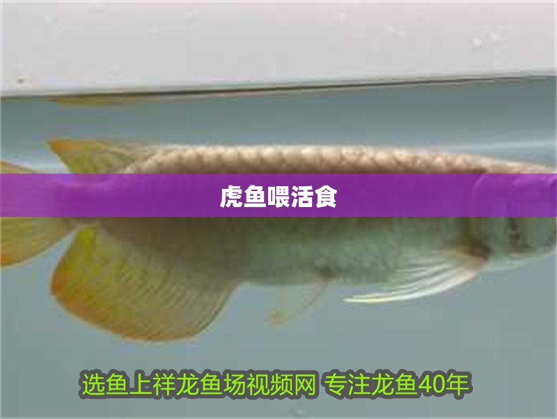 虎魚喂活食