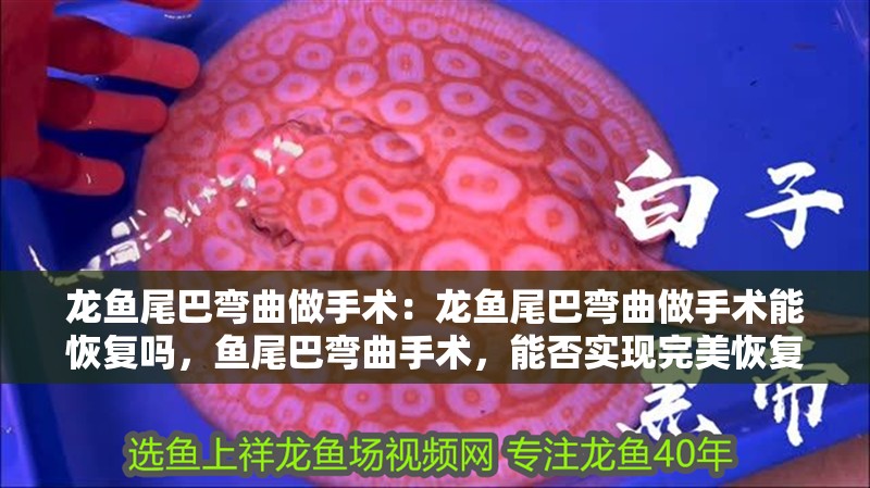 龍魚尾巴彎曲做手術(shù)：龍魚尾巴彎曲做手術(shù)能恢復(fù)嗎，魚尾巴彎曲手術(shù)，能否實現(xiàn)完美恢復(fù)