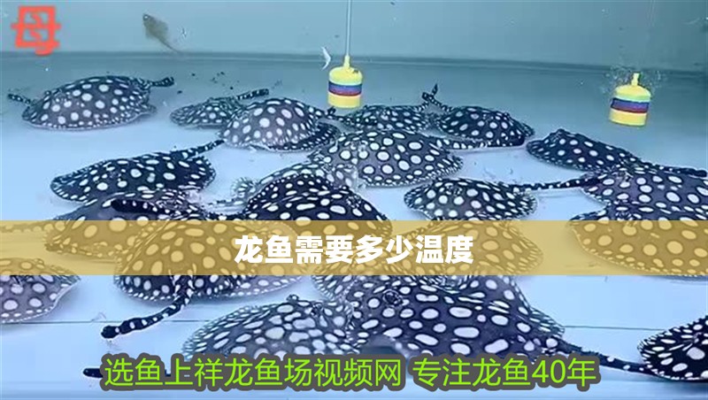 龍魚需要多少溫度