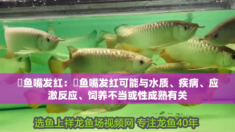 魟魚嘴發紅：魟魚嘴發紅可能與水質、疾病、應激反應、飼養不當或性成熟有關 魟魚嘴發紅：魟魚嘴發紅可能與水質、疾病、應激反應、飼養不當或性成熟有關 魟魚百科 第2張