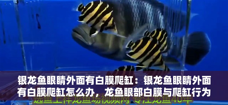 銀龍魚眼睛外面有白膜爬缸：銀龍魚眼睛外面有白膜爬缸怎么辦，龍魚眼部白膜與爬缸行為的