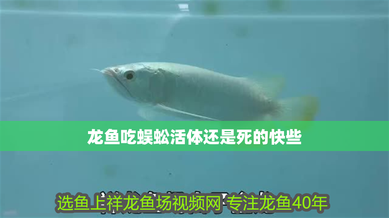 龍魚吃蜈蚣活體還是死的快些