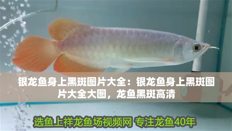 銀龍魚身上黑斑圖片大全：銀龍魚身上黑斑圖片大全大圖，龍魚黑斑高清