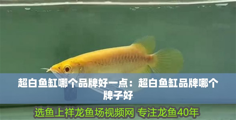 超白魚缸哪個品牌好一點：超白魚缸品牌哪個牌子好