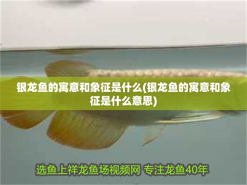 銀龍魚的寓意和象征是什么(銀龍魚的寓意和象征是什么意思)