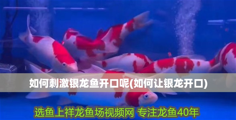 如何刺激銀龍魚開口呢(如何讓銀龍開口)
