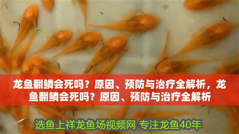 龍魚翻鱗會死嗎?原因、預防與治療全解析,龍魚翻鱗會死嗎?原因、預防與治療全解析
