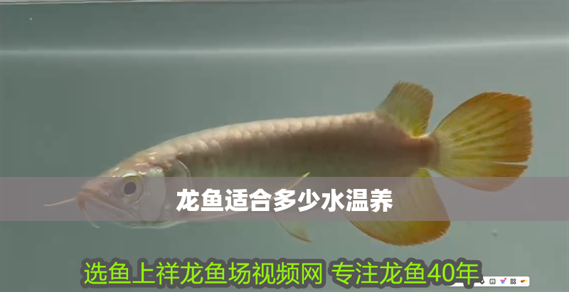 龍魚適合多少水溫養