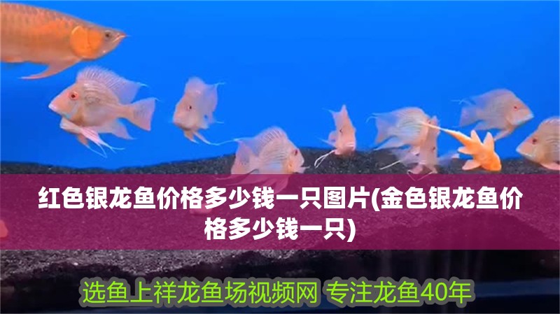 紅色銀龍魚價格多少錢一只圖片(金色銀龍魚價格多少錢一只)