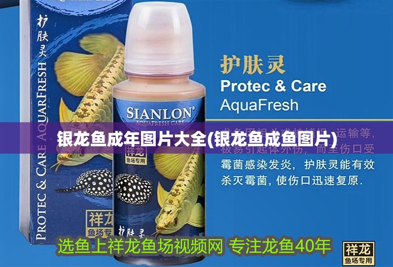 銀龍魚成年圖片大全(銀龍魚成魚圖片)