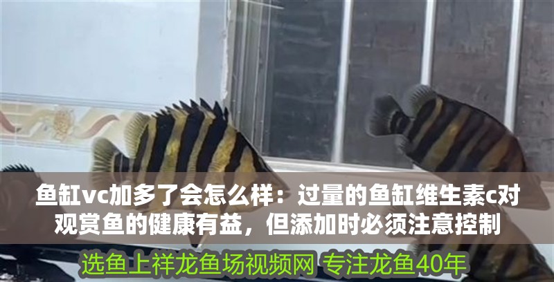 魚缸vc加多了會怎么樣：過量的魚缸維生素c對觀賞魚的健康有益，但添加時必須注意控制