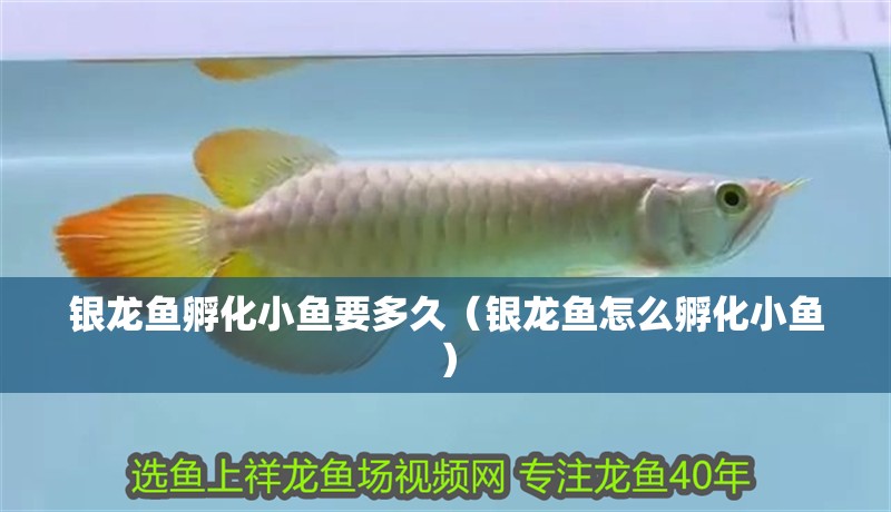 新到家的小虎魚 銀龍魚孵化小魚要多久(銀龍魚怎么孵化小魚) 銀龍魚百科 銀龍魚孵化小魚要多久(銀龍魚怎么孵化小魚) 銀龍魚孵化小魚要多久(銀龍魚怎么孵化小魚) 銀龍魚百科