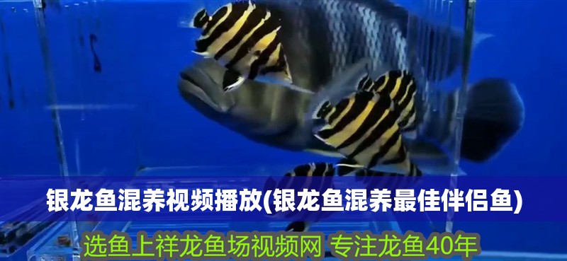 銀龍魚(yú)混養(yǎng)視頻播放(銀龍魚(yú)混養(yǎng)最佳伴侶魚(yú))