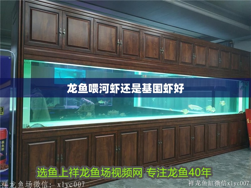 龍魚喂河蝦還是基圍蝦好