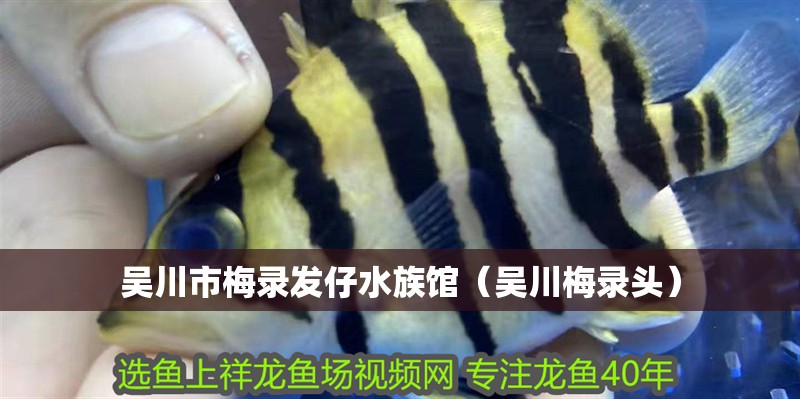 吳川市梅錄發仔水族館（吳川梅錄頭）
