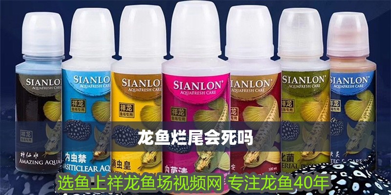 龍魚爛尾會死嗎