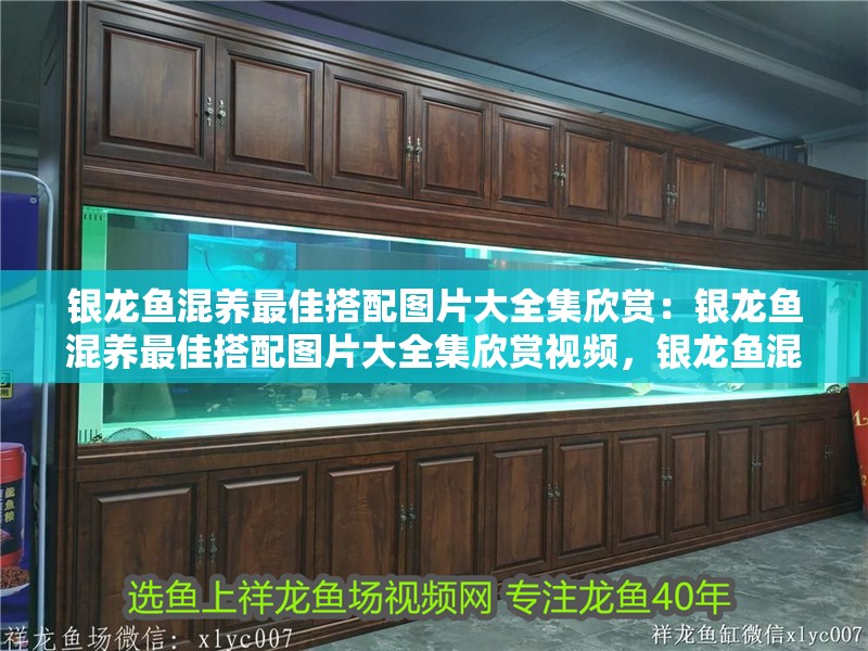 銀龍魚混養(yǎng)最佳搭配圖片大全集欣賞：銀龍魚混養(yǎng)最佳搭配圖片大全集欣賞視頻，銀龍魚混養(yǎng)絕佳搭配全覽，高清圖片與