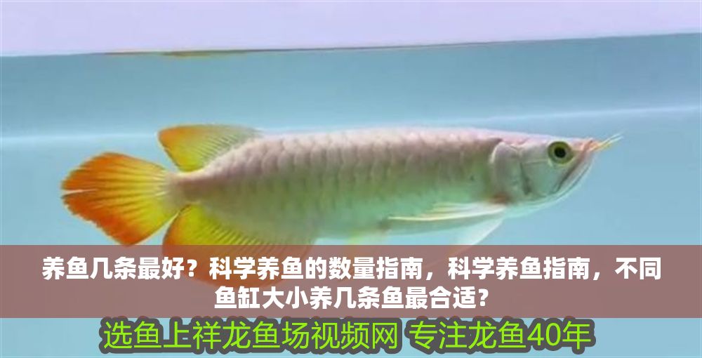 養魚幾條最好？科學養魚的數量指南，科學養魚指南，不同魚缸大小養幾條魚最合適？