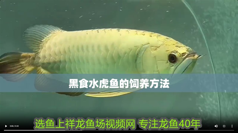 黑食水虎魚的飼養方法