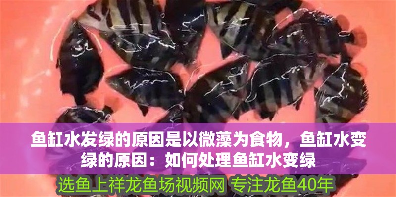 魚缸水發(fā)綠的原因是以微藻為食物，魚缸水變綠的原因：如何處理魚缸水變綠