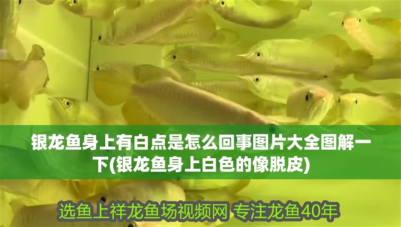 銀龍魚身上有白點是怎么回事圖片大全圖解一下(銀龍魚身上白色的像脫皮)