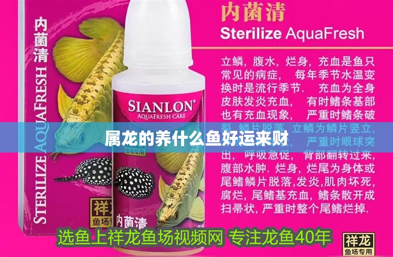 屬龍的養什么魚好運來財