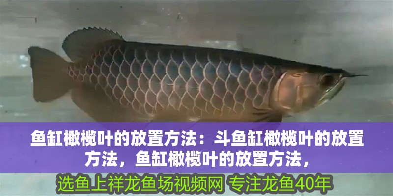 魚缸橄欖葉的放置方法：斗魚缸橄欖葉的放置方法，魚缸橄欖葉的放置方法，